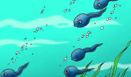 蝌蚪视频在线观看,在线观看的奇妙之旅